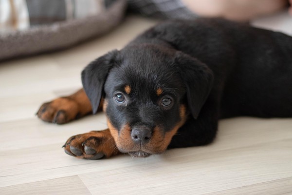 Pacco (wie er noch Süß war) 🐕